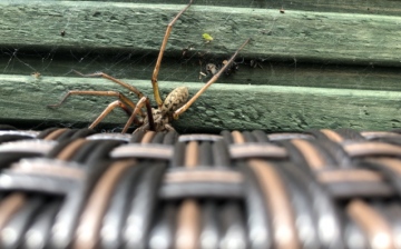 Possible Hobo Spider sighting Copyright: Gary Maguire