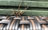 Possible Hobo Spider sighting