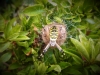 Wasp Spider 090920