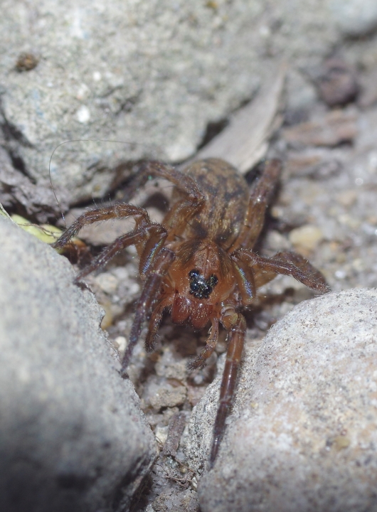 Trochosa spinipalpis female MW 02 Copyright: Michael Waite