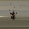 false widow in conservatory