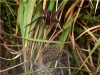 Dolomedes fimbriatus Female with Spiderlings