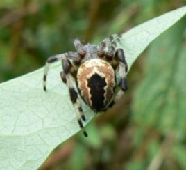 Araneus marmoreus var. pyramidatus August 2017 Copyright: Andy Luke