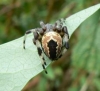 Araneus marmoreus var. pyramidatus August 2017