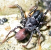 Atypus affinis (Male)