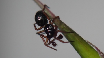 Araeoncus humilis male Copyright: Tylan Berry