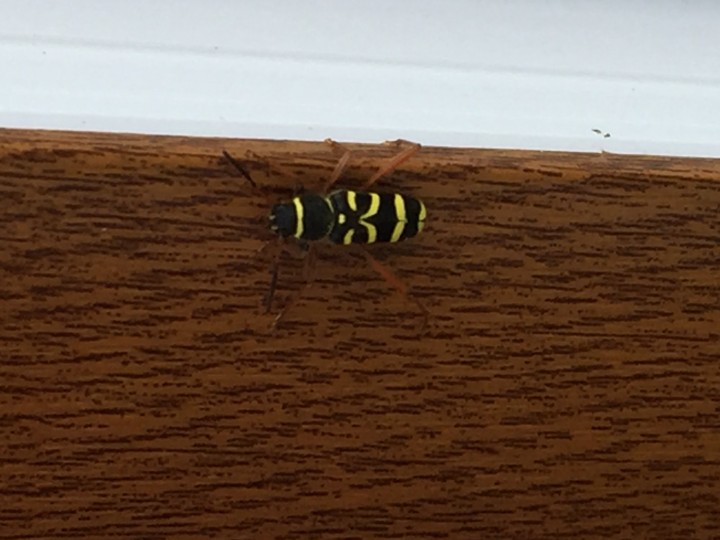Wasp BEETLE on my conservatory Copyright: Susan Brittain