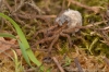 Trochosa ruricola with spiderlings 1