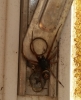 spider on window frame in Plumstead