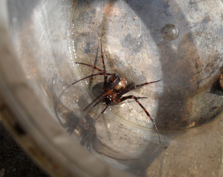 Spider from compost bin Copyright: Julie Stebbings