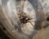 Spider from compost bin