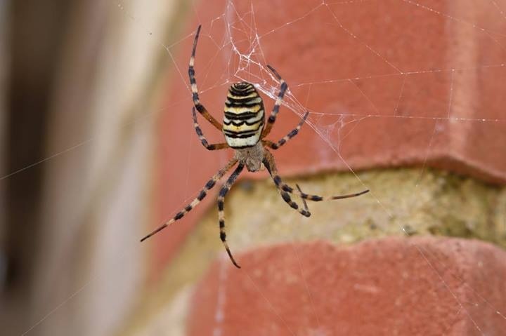 Local Spider argiope bruennichi Copyright: Richard Cantwell