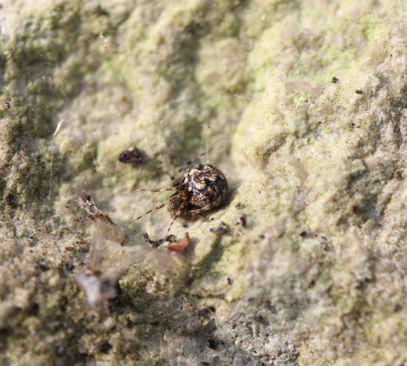 Theridion hannoniae b Copyright: Tegwyn Davies