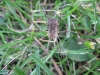 Phalangium opilio female in meadow