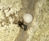 Cave spider with egg sack and lunch