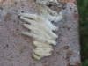 Closeup of possible spider egg case