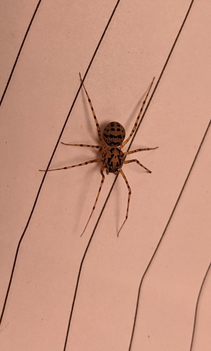 Spitting Spider - Scytodes thoracica - Cottage loft 07052021 Copyright: Leigh-Ann Jones