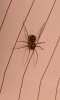 Spitting Spider - Scytodes thoracica - Cottage loft 07052021
