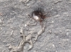 Unknown spider.se25.14.03