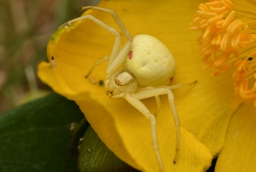 Misumena vatia Berrow 1 Copyright: Tone Killick