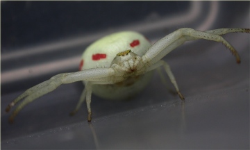 Misumena vatia Female 2 Copyright: Nik Nimbus