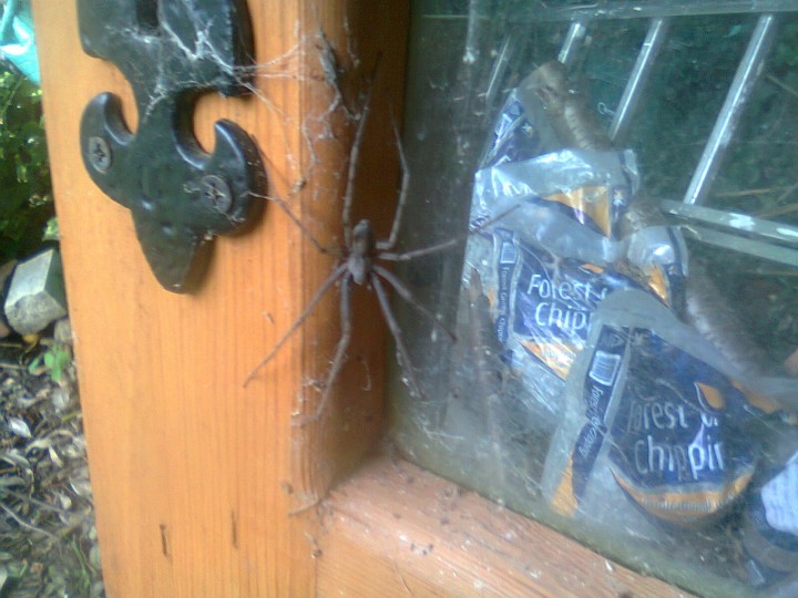 large black tegenaria type spider Copyright: Sally Fellowes