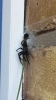Tube Web Spider South Ealing 