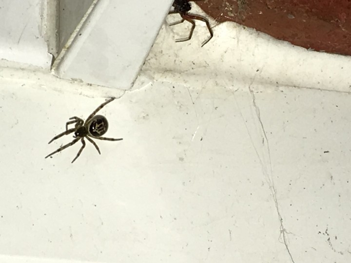 Can you ID this spider please- found loads in porch in Croydon Copyright: Natalie Khanna