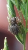 Euophrys herbigrada female