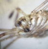 Chelicerae with dark markings