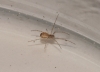 Unknown spiderside