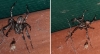 Araneus diadematus Help to identify garden spider