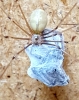 Pholcus phalangioides with Dinner