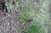 Wasp Spider in garden - back