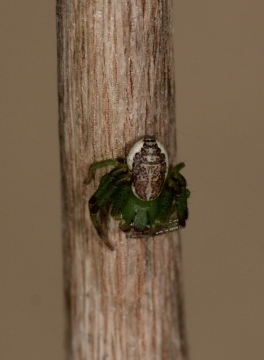 Diaea dorsata female - typical pose Copyright: Andrew Keay