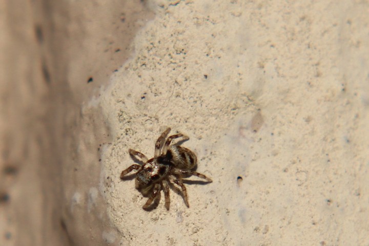 Jumping Spider Salticus scenicus Copyright: Andrew Tompkinson