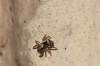 Jumping Spider Salticus scenicus