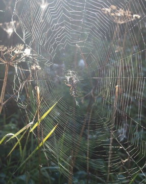 Wasp spider 06 Sept 2015 Copyright: Linda Holtby