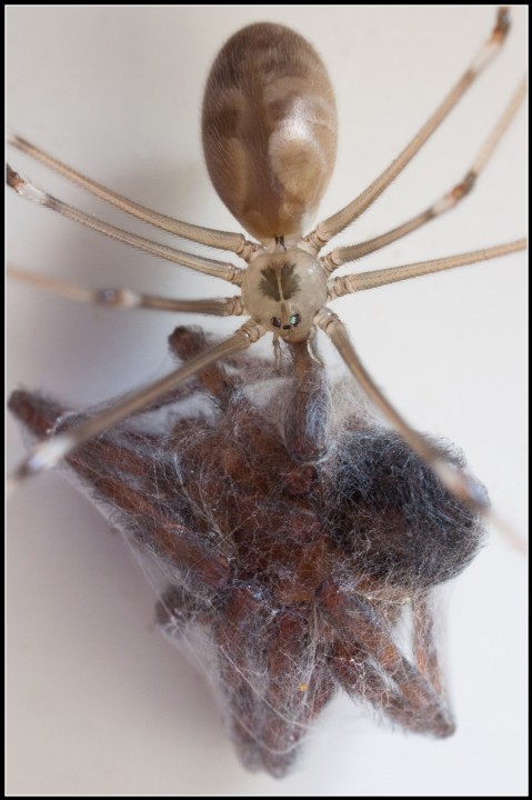 Pholcus with spider prey Copyright: Neil Massey