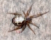 Hogben's False widow spider