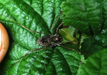 Platybunus pinetorum female Ayrshire Copyright: Lee Johnson