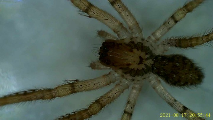 Zoropsis spinimana juvenille under microscope Copyright: Poly Victoros