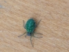 Green spider 03.11.15