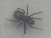 Unknown spider 13-12-2021