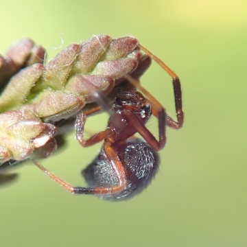 Phycosoma inornatum female 2 Copyright: Tylan Berry