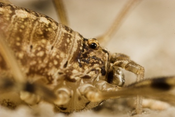 Opilio saxatilis Female Copyright: Paul Richards