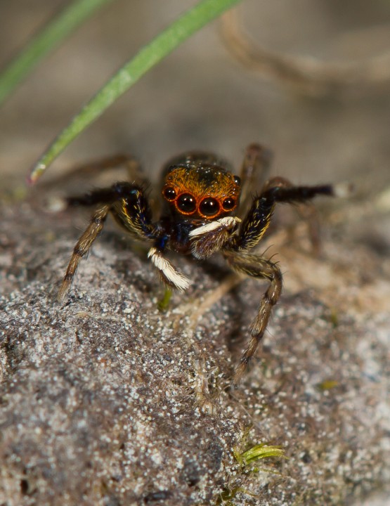 Euophrys frontalis male. Short open moss turf in woodland ride. Copyright: Evan Jones