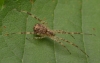 Episinus maculipes female 1