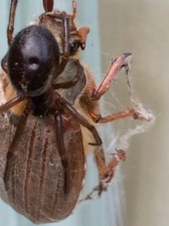 Steatoda nobilis wrapping may bug-3 Copyright: Linda Hayes