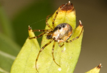 Anelosimus aulicus female Copyright: Peter Harvey